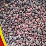 توزیع لوبیا قرمز اتیوپی | شرکت هانا فود